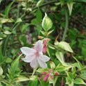 Jasminum x stephanense (2)